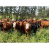 Image 1 : Franklin Cattle Co. - 800# Heifers - 70 Head (Marwayne, AB)