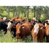 Image 2 : Franklin Cattle Co. - 800# Heifers - 70 Head (Marwayne, AB)