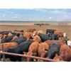 Image 4 : Franklin Cattle Co. - 800# Heifers - 70 Head (Marwayne, AB)