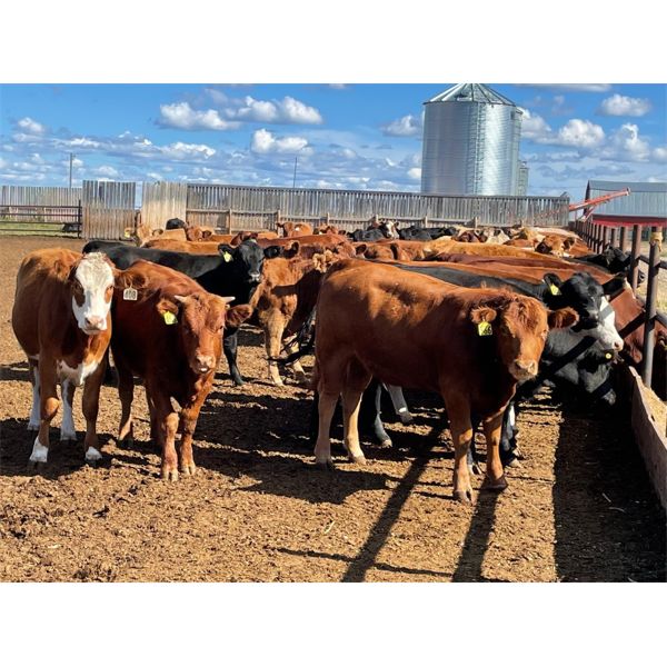 Hines Ranching Co. Ltd. - 750# Heifers - 280 Head (Marwayne, AB)