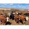 Image 2 : Hines Ranching Co. Ltd. - 750# Heifers - 280 Head (Marwayne, AB)
