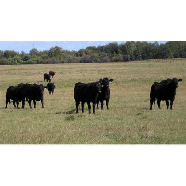 Garnier Land & Cattle - 940# Heifers - 60 Head (Marwayne, AB)