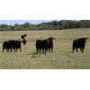 Image 1 : Garnier Land & Cattle - 940# Heifers - 60 Head (Marwayne, AB)
