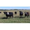 Image 2 : Garnier Land & Cattle - 940# Heifers - 60 Head (Marwayne, AB)