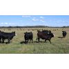 Image 3 : Garnier Land & Cattle - 940# Heifers - 60 Head (Marwayne, AB)