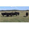 Image 4 : Garnier Land & Cattle - 940# Heifers - 60 Head (Marwayne, AB)