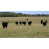 Image 5 : Garnier Land & Cattle - 940# Heifers - 60 Head (Marwayne, AB)