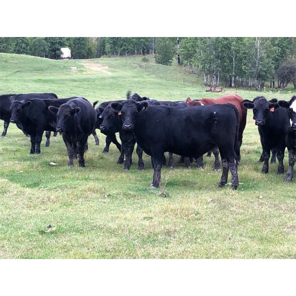 J5 Stock Farms - 750# Steers - 67 Head (Darwell, AB)