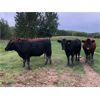 Image 2 : J5 Stock Farms - 750# Steers - 67 Head (Darwell, AB)