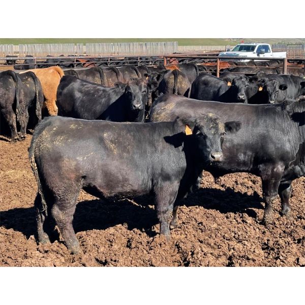 Tim Pelleboer - 1050# Steers - 170 Head (Monarch, AB)