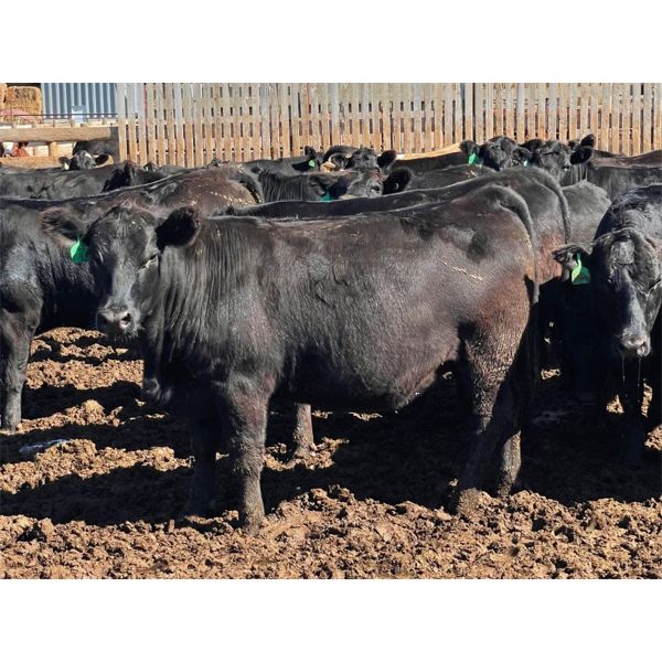 Tim Pelleboer - 950# Heifers - 142 Head (Monarch, AB)