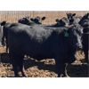 Image 2 : Tim Pelleboer - 950# Heifers - 142 Head (Monarch, AB)