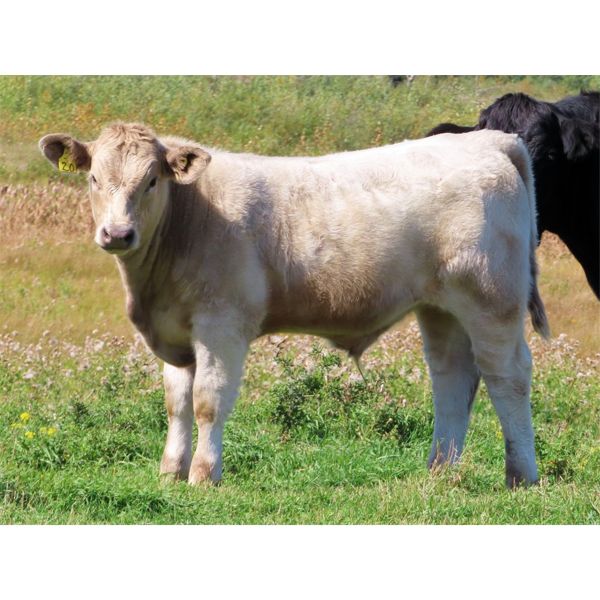 Cliff Strickland - 640# Steer Calves - 43 Head (Milestone, SK)