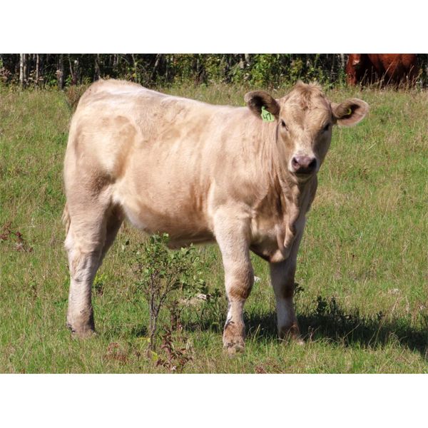 Cliff Strickland - 620# Heifer Calves - 42 Head (Milestone, SK)