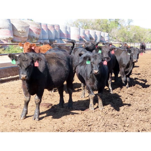 Little Rainbow Ranch - 860# Steers - 40 Head (Moosomin, SK)