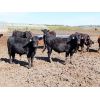Image 2 : Little Rainbow Ranch - 860# Steers - 40 Head (Moosomin, SK)