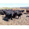 Image 5 : Little Rainbow Ranch - 860# Steers - 40 Head (Moosomin, SK)