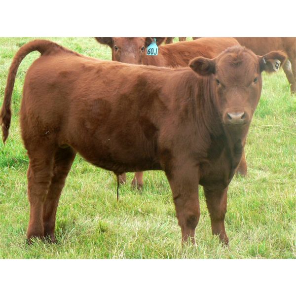 Wade & Frances Tobler - 575# Steer Calves - 70 Head (Patricia, AB)