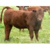 Image 1 : Wade & Frances Tobler - 575# Steer Calves - 70 Head (Patricia, AB)