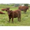 Image 2 : Wade & Frances Tobler - 575# Steer Calves - 70 Head (Patricia, AB)