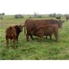 Image 4 : Wade & Frances Tobler - 575# Steer Calves - 70 Head (Patricia, AB)