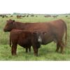 Image 5 : Wade & Frances Tobler - 575# Steer Calves - 70 Head (Patricia, AB)