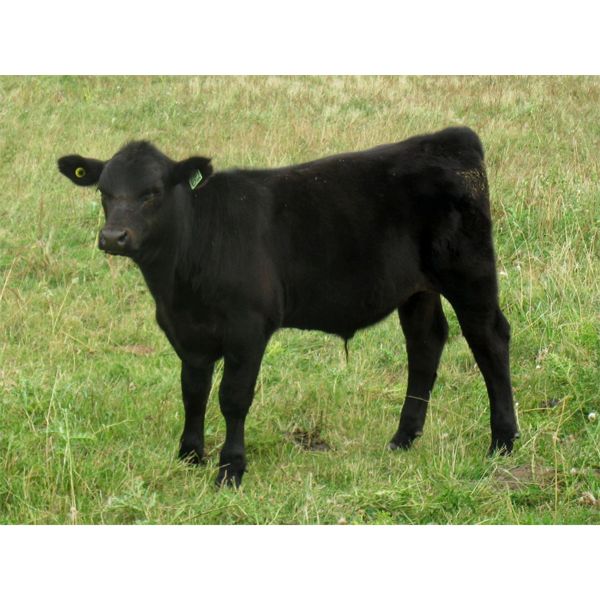 Susy Friesen - 540# Steer Calves - 75 Head (Patricia, AB)
