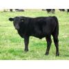 Image 3 : Susy Friesen - 540# Steer Calves - 75 Head (Patricia, AB)