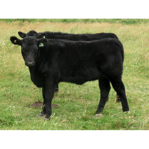 Susy Friesen - 525# Heifer Calves - 75 Head (Patricia, AB)