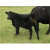 Image 3 : Susy Friesen - 525# Heifer Calves - 75 Head (Patricia, AB)