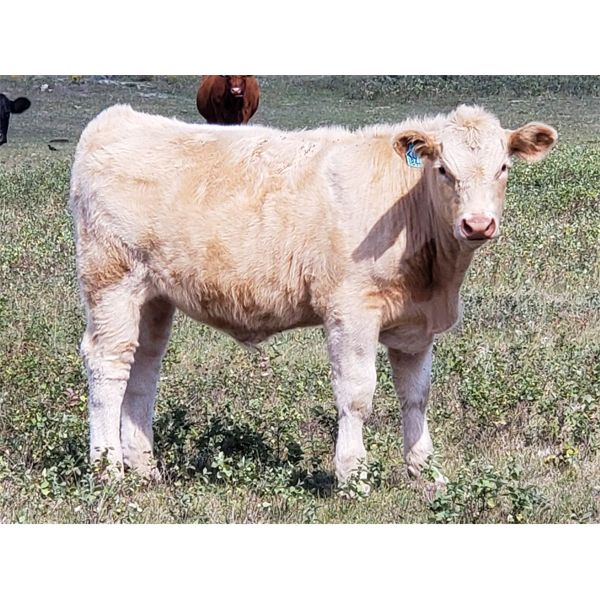 Last Chance Ranch - 610# Steer Calves - 100 Head (Piapot, SK)