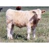 Image 1 : Last Chance Ranch - 610# Steer Calves - 100 Head (Piapot, SK)