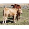 Image 1 : Last Chance Ranch - 585# Heifer Calves - 100 Head (Piapot, SK)