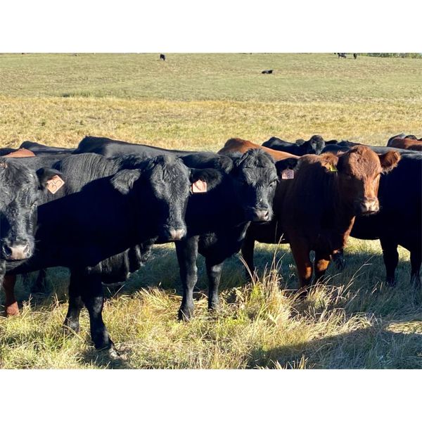Lindsay & Marion Giles - 960# Heifers - 188 Head (Airdrie, AB)