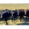 Image 1 : Lindsay & Marion Giles - 960# Heifers - 188 Head (Airdrie, AB)