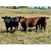 Image 5 : Lindsay & Marion Giles - 960# Heifers - 188 Head (Airdrie, AB)