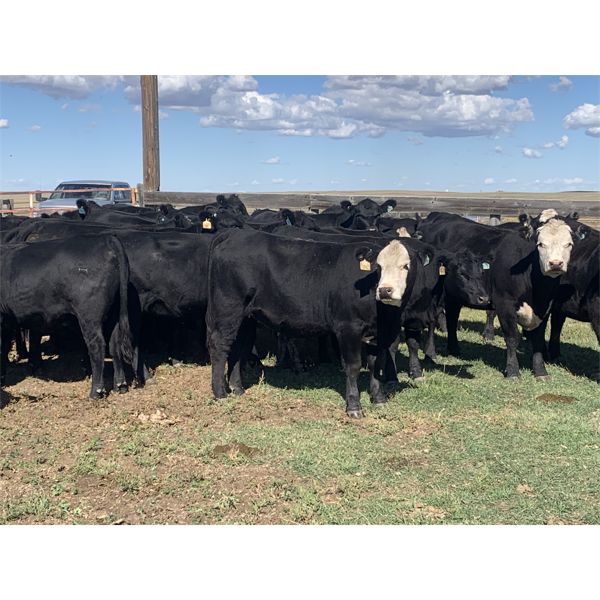 Lee Pickett - 965# Heifers - 65 Head (Gem, AB)