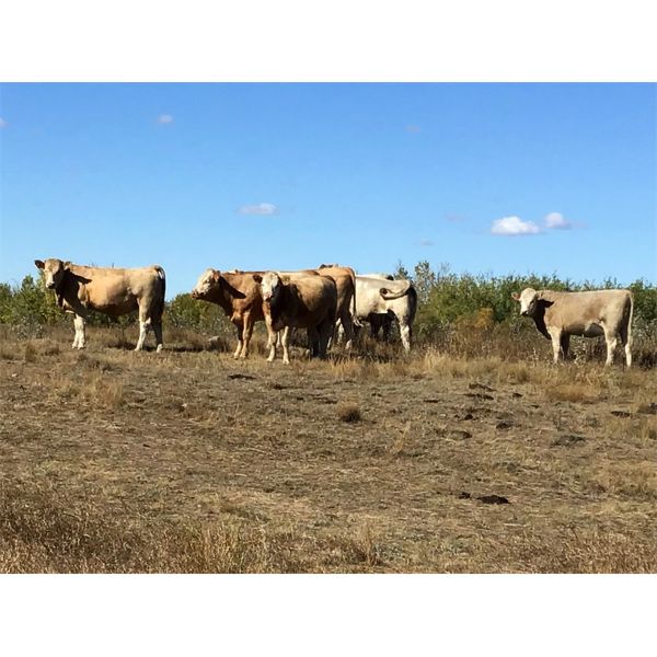 Westview Cattle Co. - 1000# Heifers - 180 Head (Consort, AB)