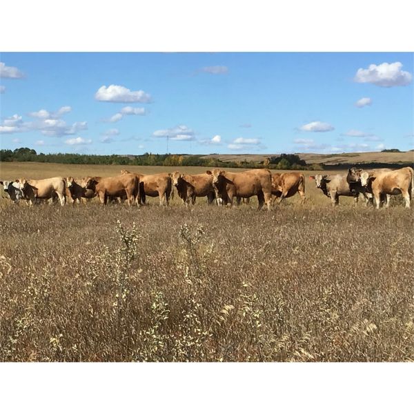 Westview Cattle Co. - 950# Heifers - 116 Head (Consort, AB)