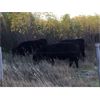 Image 4 : Westview Cattle Co. - 875# Heifers - 71 Head (Consort, AB)
