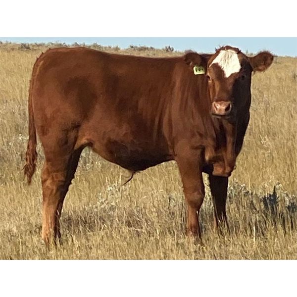 Rosedale Colony - 640# Steer Calves - 43 Head (Picture Butte, AB)