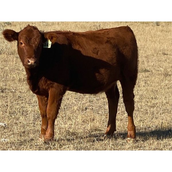 Rosedale Colony - 580# Heifer Calves - 43 Head (Picture Butte, AB)