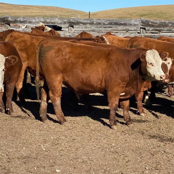 McIntyre Ranch - 975# Steers - 270 Head (Magrath, AB)