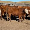 Image 1 : McIntyre Ranch - 975# Steers - 270 Head (Magrath, AB)