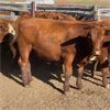 Image 2 : McIntyre Ranch - 975# Steers - 270 Head (Magrath, AB)