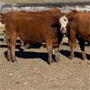 Image 3 : McIntyre Ranch - 975# Steers - 270 Head (Magrath, AB)