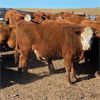 Image 4 : McIntyre Ranch - 975# Steers - 270 Head (Magrath, AB)