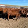 Image 6 : McIntyre Ranch - 975# Steers - 270 Head (Magrath, AB)