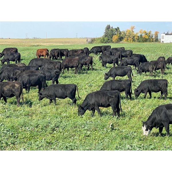 Matt Fox - 825# Heifers - 76 Head (Foam Lake, SK)