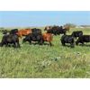 Image 6 : Matt Fox - 825# Heifers - 76 Head (Foam Lake, SK)
